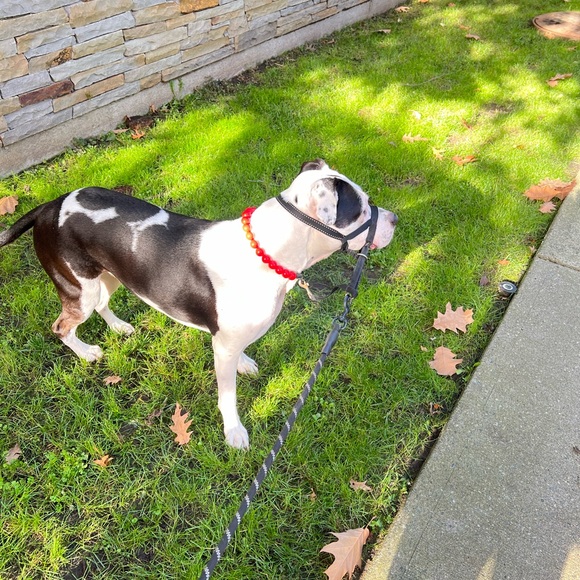 Handcrafted Beaded Dog Collar - The Poppy - Candy Red Acrylic Beads - Picture 4 of 15